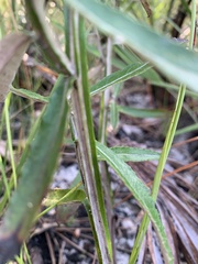 Pterocaulon pycnostachyum