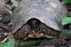 Chelonoidis denticulatus