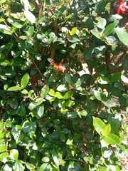 Nymphalidae