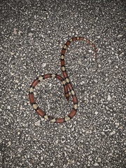 Cemophora coccinea coccinea