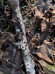 Peniophora albobadia