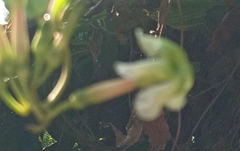 Billardiera mutabilis