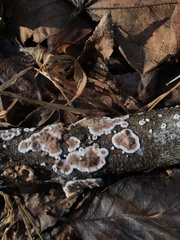 Peniophora albobadia