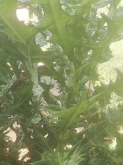 Anthurium clavigerum