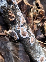 Peniophora albobadia