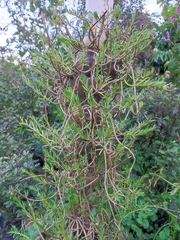 Coprosma rugosa