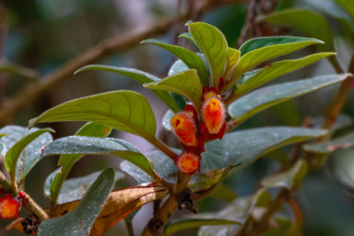 Nematanthus lanceolatus