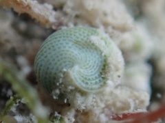 Elphidium macellum