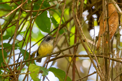 Dysithamnus mentalis