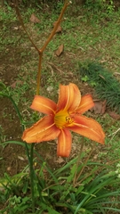 Hemerocallis