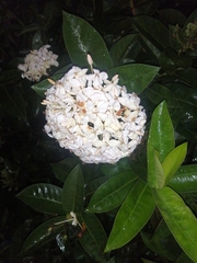 Ixora coccinea
