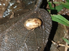 Cyclocephala lunulata