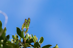 Philaethria wernickei