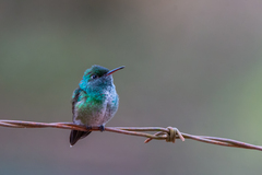 Chrysuronia versicolor