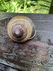Asperitas sparsa