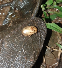 Cyclocephala lunulata