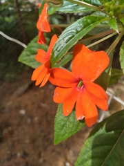 Impatiens hawkeri