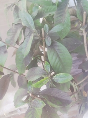 Davilla
