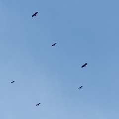 Ictinia mississippiensis