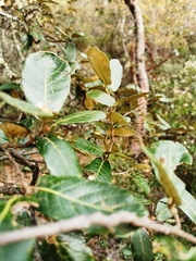 Quercus sideroxyla
