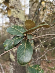 Quercus sideroxyla