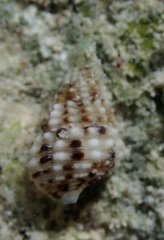 Littorinimorpha
