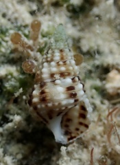 Littorinimorpha