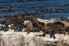 Arctocephalus pusillus pusillus