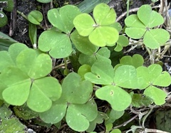 Oxalis violacea