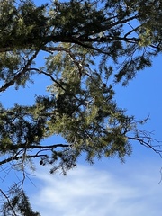 Pseudotsuga menziesii