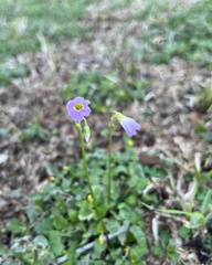 Oxalis violacea