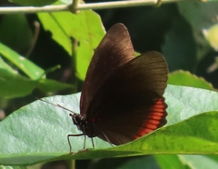 Biblis hyperia