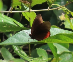 Biblis hyperia