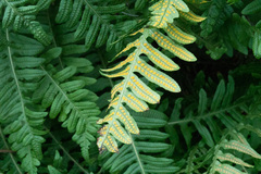 Polypodium