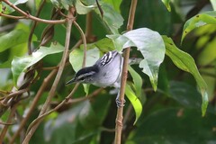 Herpsilochmus dugandi