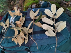 Quercus miquihuanensis