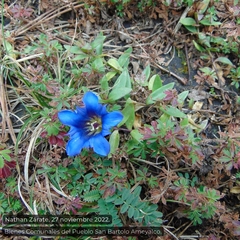 Gentiana
