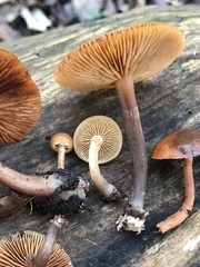 Galerina marginata