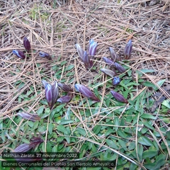 Gentiana