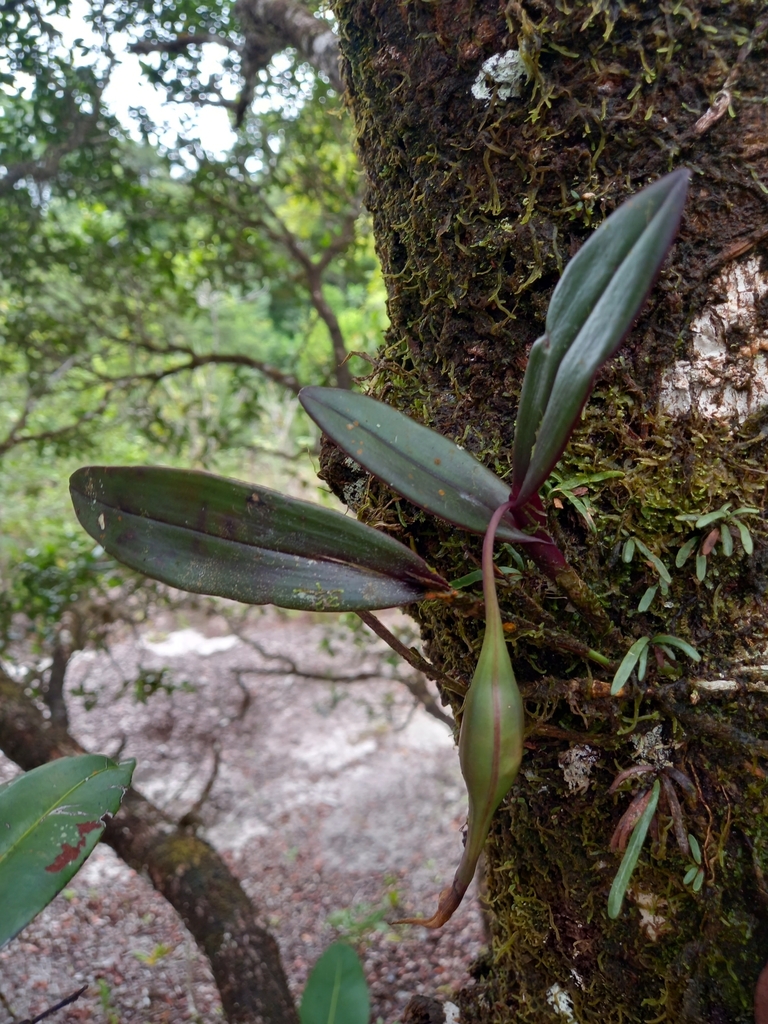 Epidendrum purpureocaule Essers & Sambin