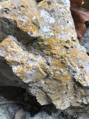 Xanthorioideae