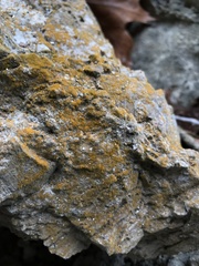 Xanthorioideae