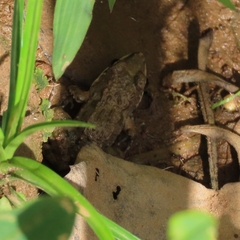 Leptodactylus fragilis