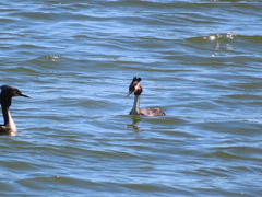 Podiceps cristatus australis