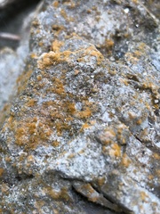 Xanthorioideae