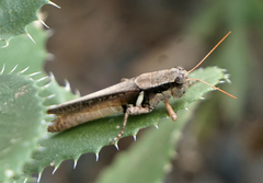 Melanoplus glaucipes
