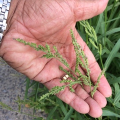 Echinochloa