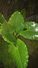Alocasia