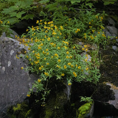 Arnica lanceolata