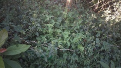 Isoglossa woodii